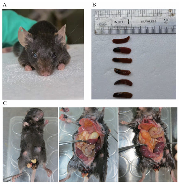 (A) shows blindness in the right eye of mice. (B) shows the spleen of different type of mouse. The first is the spleen of a wild mouse, and the last five are the spleens of heterozygous mice with congestion at one end. (C) shows a dead pregnant female rat.
