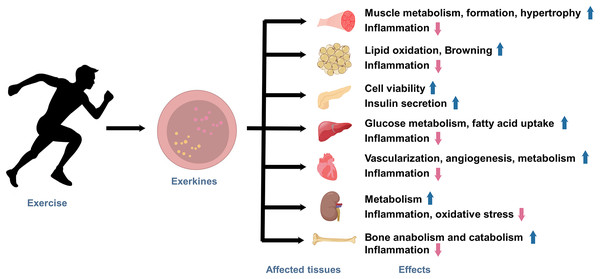 The effects of exercise-induced exerkines on tissues and organs.