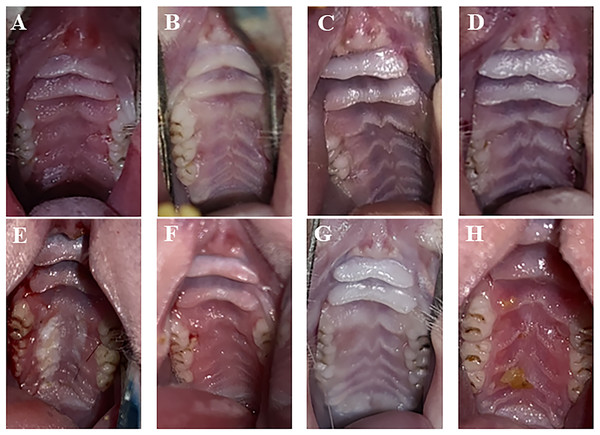 Palate inflammation lesions of rats after treatment.