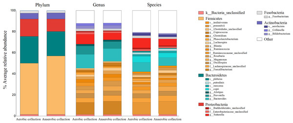 Relative percent gut microbiota compositions of aerobic and anaerobic transport groups at phylum, genus and species levels.