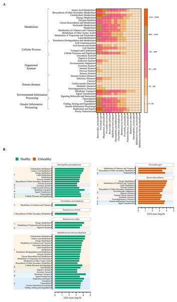 Metabolic functional prediction associated to quantitative profiles of (A) prevalent health-associated bacteria OTUs and (B) linear discriminant analysis (LDA) combined effect size (LEfSe) as bacterial species and associated microbial metabolic function biomarkers for healthy or fat-metabolic disorder (denoted “unhealthy”) groups.