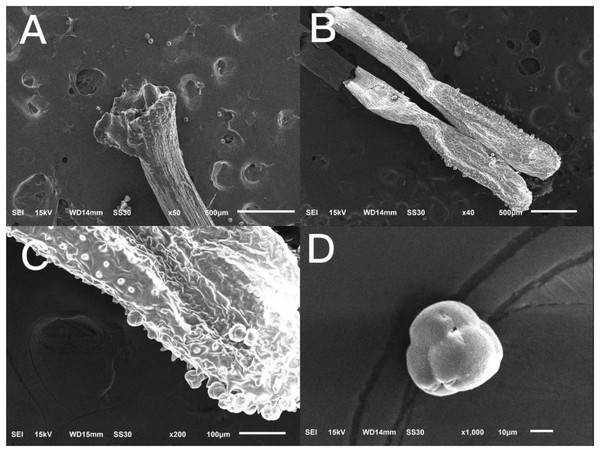 Scanning picture of ‘Bluecrop’ flower structure with an electron microscope.