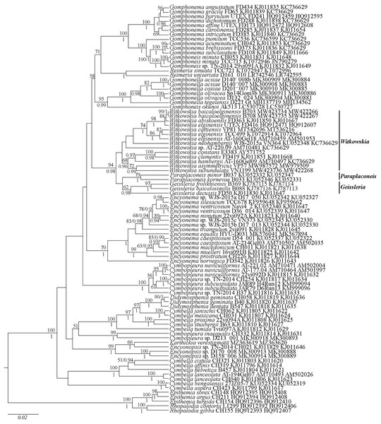 Phylogenetic position of Witkowskia gen. nov., Paraplaconeis and Geissleria species based on Bayesian inference from an alignment of 90 sequences and 3,132 characters (rbcL. SSU rRNA genes).