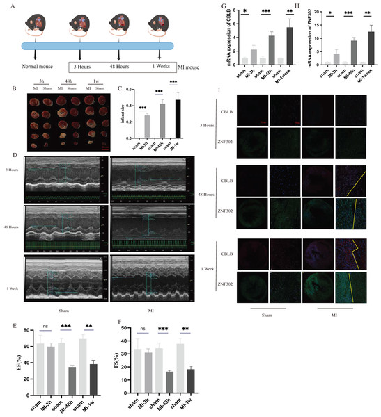 The expression of ZNF302 and CBLB in sham and MI model mice.