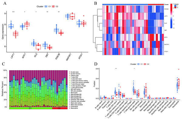 Identification of molecular and immune characteristics between the two cuproptosis clusters.