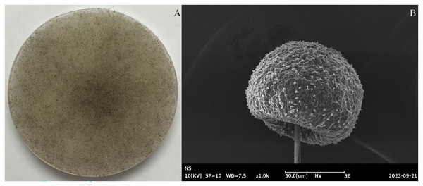 (A) Morphological and (B) scanning electron microscopical features of fungal isolate K20 grown on a potato dextrose agar (PDA) plate.