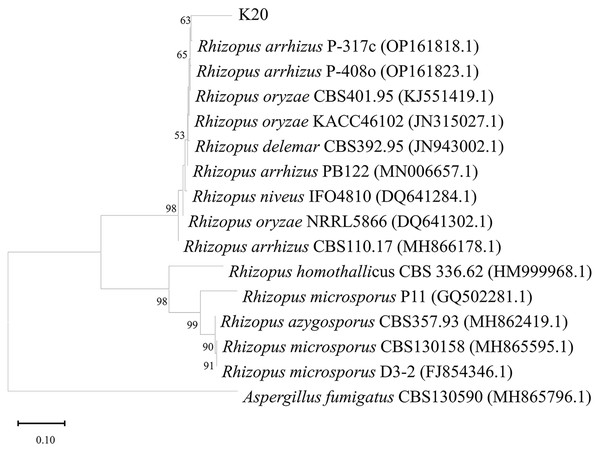 Neighbor-joining phylogenetic tree generated from maximum likelihood analysis based on ITS rDNA sequences of isolate K20 and related Rhizopus species.