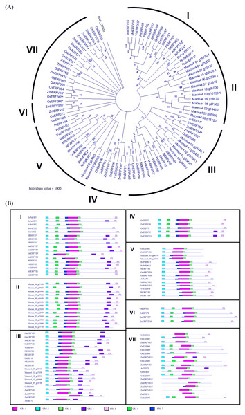 Phylogenetic analysis of MaERFVII protein.