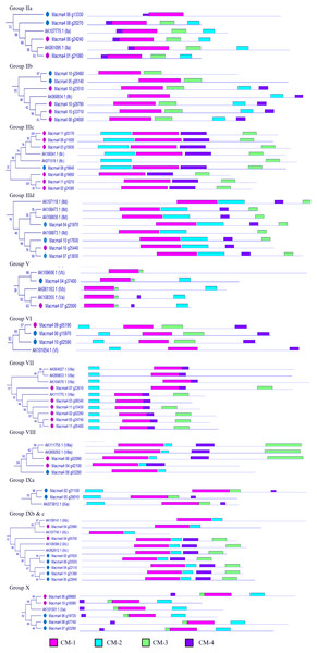 Phylogenetic relationships among differentially expressed Musa acuminata ERF compared to rice ERF sequence.
