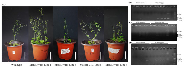 Six-week-old wild-type and transgenic Arabidopsis plantlets containing MaERFVII3.