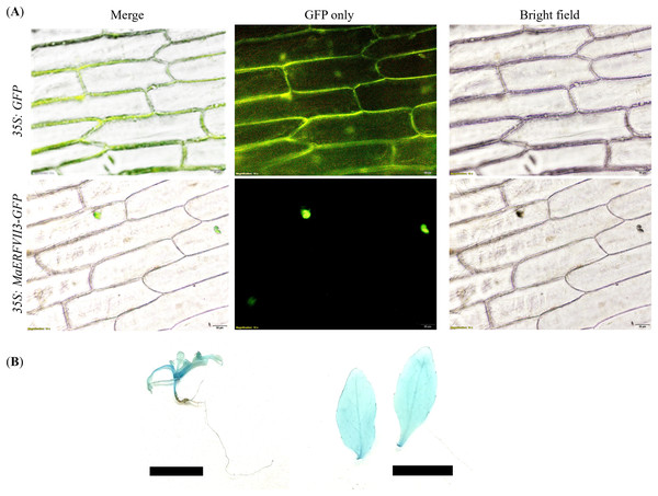Expression of the MaERFVII-GFP and control GFP vectors in living onion epidermal cells.