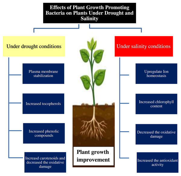 Effect of plant growth promoting bacteria on plant growth under drought and salinity stress conditions.