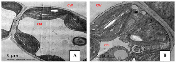 Effect of salinity stress on strawberry leaflet showing alterations in the ultrastructure of leaflet organelles.