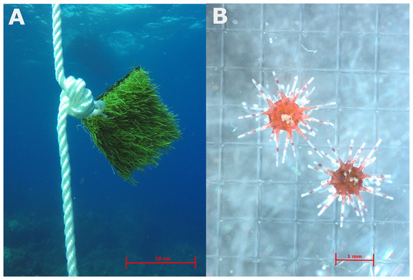 (A) Example of artificial turf settlement collectors suspended in the water column. (B) Recently settled Diadema antillarum collected from the collectors.