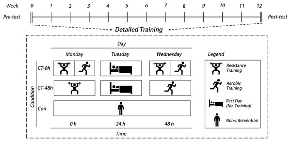 Schematic diagram of the two concurrent training interventions.