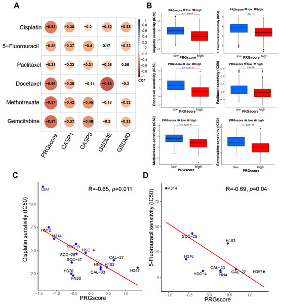 Correlation between PRGscore and chemotherapy sensitivity through pRRophetic R package and verified in HNSCC cell lines.