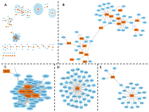 (A) PPI network of SAID-associated genes and their interaction partners, with orange representing SAID-associated proteins and blue representing their interaction partners. (B) A subnetwork spotlighting the inflammasome complex, encompassing the following genes: MEFV, PSITPIP1, NLRP2, NLRP3, NLRP7, NLRP12, NLRC4, NOD2, TRAP1, MVK, TNFRSF11A, RIPK1, IKBKG, TNFRSF1A, and TNFAIP3. This complex plays a critical role in inflammatory responses. (C) Immunoproteasome complex participates in Major Histocompatibility Complex (MHC) post-processing. The genes involved include PSMB4, PSMG2, PSMB10, PSMB8, and PSMA3. (D) LACC1 gene has been associated with juvenile idiopathic arthritis, and its interaction partners (E) SH3BP2 and CDC42 PPI interactions, which associated with Cherubism, a rare autoinflammatory bone disorder, while CDC42 is associated with the CDC42-associated autoinflammatory disease (CDC42-AID).