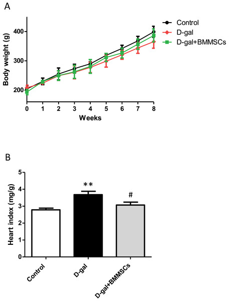 Body weight (A) and heart index (B) were assessed in control, aged (D-gal), and transplanted (D-gal + DPSCs) rats.