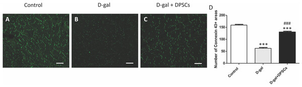 DPSCs upregulated connexin 43 expression in D-gal-induced ageing heart at 2 weeks post-transplantation of the last DPSC injection.