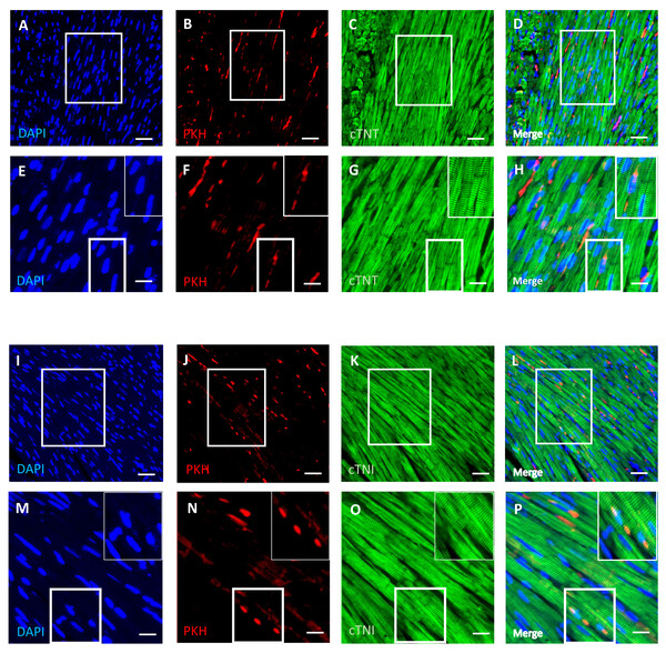 Survival and differentiation of transplanted DPSCs into cardiac cells in the transplanted (D-gal + DPSCs) group at 2 weeks post-transplantation of the last DPSC injection.
