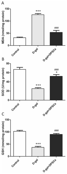 DPSCs induced antioxidative effect on D-gal-induced ageing rats at 2 weeks post- transplantation of the last DPSC injection.