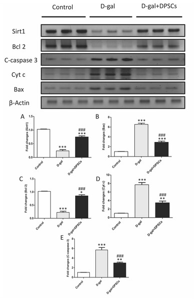DPSCs upregulated Sirt1 expression and exerted anti-apoptotic effects in D-gal- induced aged hearts at 2 weeks post-transplantation of the last DPSC injection.
