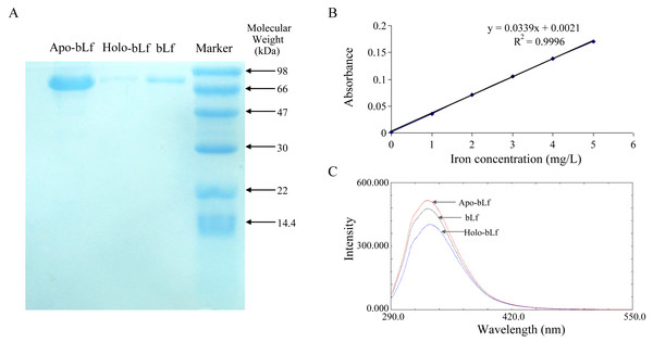 (A) Electrophoretogram of lactoferrin with different iron saturation. (B) The standard curve of iron saturation of lactoferrin. (C) Fluorescence spectra of lactoferrin with different iron saturation.