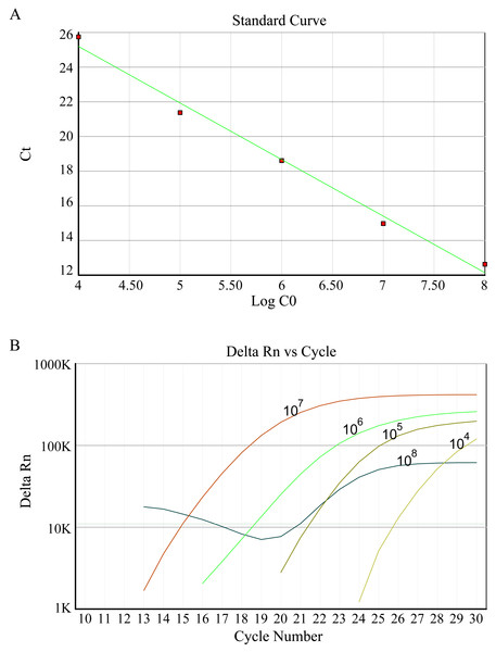 (A) Standard curve of HBV DNA detected by FQ-PCR. (B) FQ-PCR amplification curves of standard, the concentrations of standards are 1 ×108 copies/ml, 1 ×107 copies/ml, 1 ×106 copies/ml, 1 ×105 copies/ml, 1 ×104 copies/ml, respectively.
