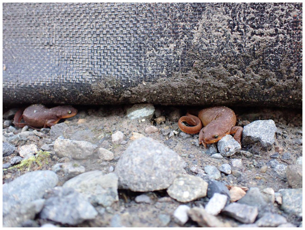Example of newts trapped along fence.