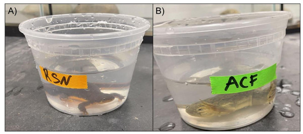 (A–B) Experimental set up.