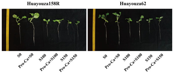 Visualization of the growth of two rapeseed seedlings under each treatment.