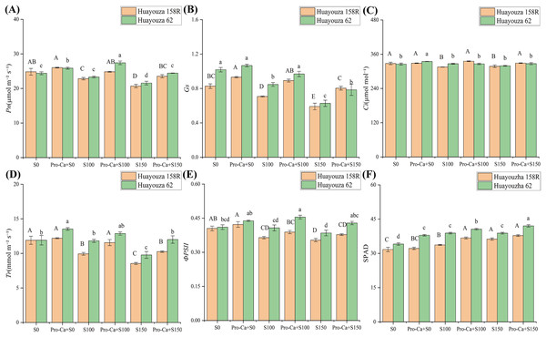 Effect of Pro-Ca priming on photosynthetic indexes of rapeseed leaves under salt stress.