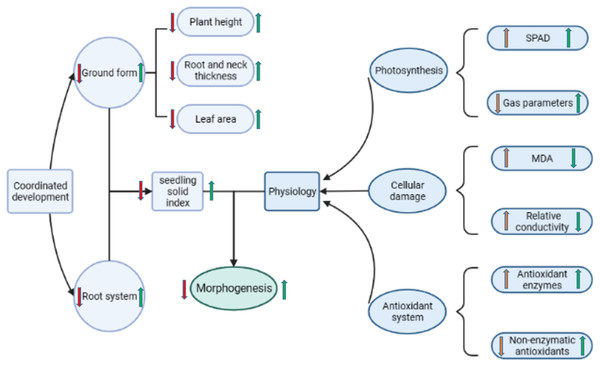 Diagram of the regulatory mechanism of Pro-Ca priming on rapeseed under salt stress.
