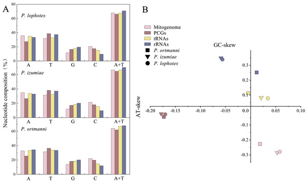 Nucleotide composition (A) and nucleotide skews (B) of the three newly sequenced Plesionika species mitogenomes.