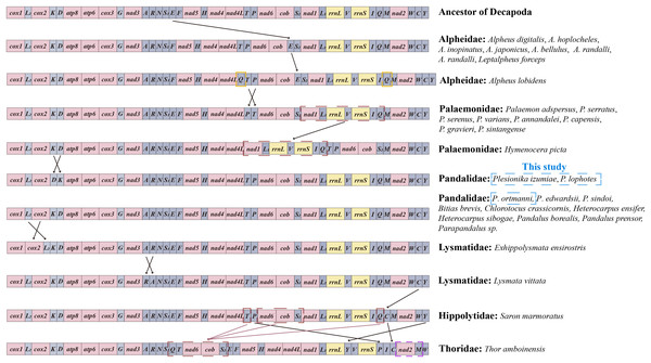 Linear representation of the mitochondrial gene arrangement of the ancestral mitogenome of pancrustaceans and Caridea species.