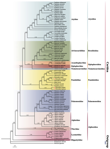The phylogenetic tree based on 13 PCGs was inferred using Bayesian inference (BI) and maximum likelihood (ML) methods.