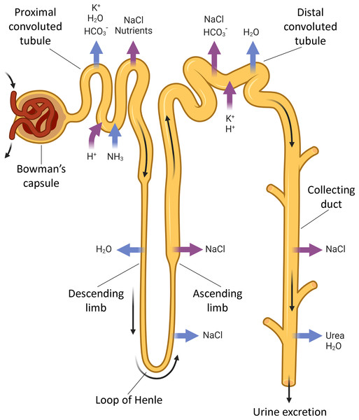The nephron parts that are connected with acid-base exchange.