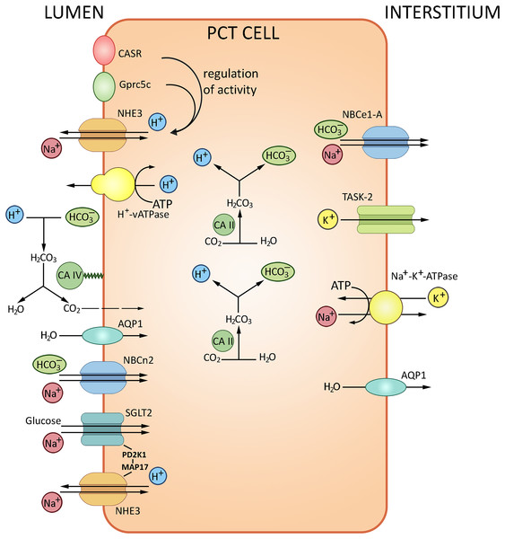 Routes of acid-base exchange in the proximal convoluted tubule (PCT), which reabsorbs the major portion of bicarbonate (HCO3−) from the glomerular filtrate.