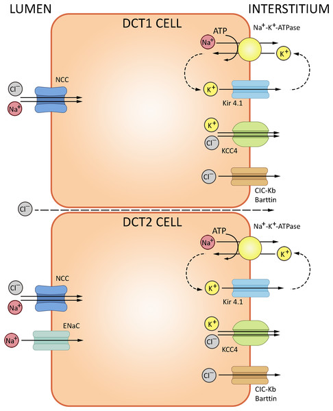 Routes of acid-base exchange in the distal convoluted tubule (DCT).