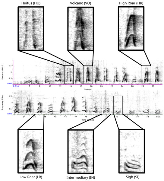 Spectrogram depicting long call pulse types.