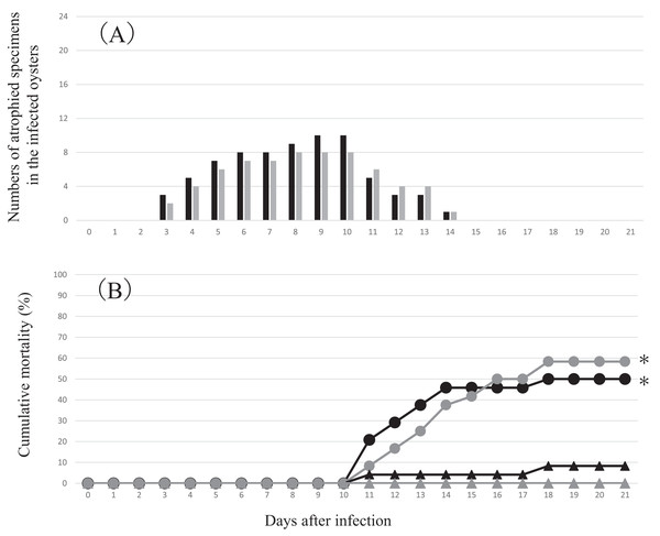 Changes in the numbers of atrophied oysters (A) and cumulative mortality (B) in the two infection groups and two control groups in the experimental infection for comparative metatranscriptomics.