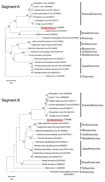 Rootless phylogenetic trees of the segment A and B proteins of Birnaviridae.