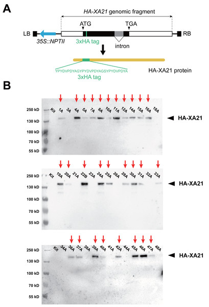 Expression of the HA-XA21 transgene in independent rice transformation events.