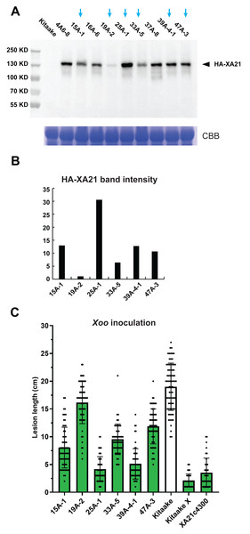 Accumulation of the HA-XA21 protein and Xoo resistance in transgenic events.