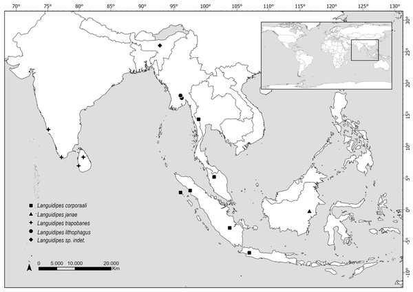Map showing the distribution of all known Languidipes species.