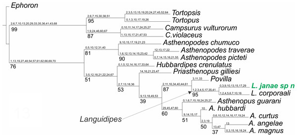 Phylogenetic tree of the Asthenopodinae subfamily, incorporating Languidipes janae.