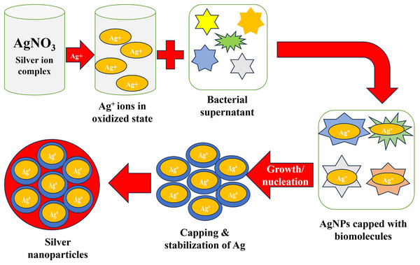 Schematic diagram for the development of AgNPs from silver ions by bacteria.