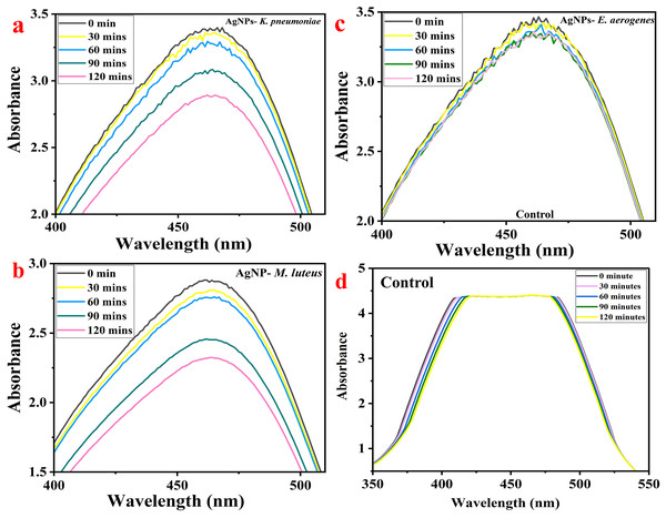 MO dye removal by different types of AgNPs concerning contact time as measured by UV-Vis spectrophotometer: (A) AgNPs-K, (B) AgNPs-M, (C) AgNPs-E, and (D) control.