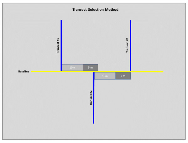 Diagram of the selection method for transects at each site.