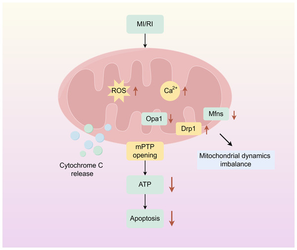 Mitochondrial damage caused by myocardial ischemia-reperfusion.